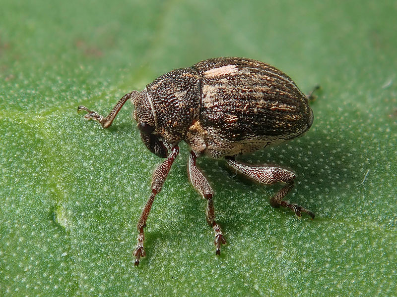 Curculionidae: Rhinoncus perpendicularis ??